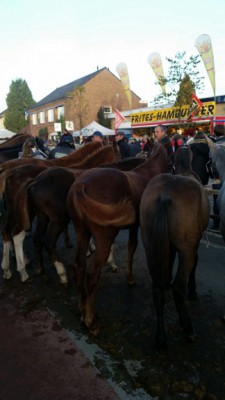 Hedel2015 - Kopie.jpg