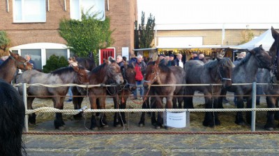 Hedel2015(1) - Kopie.jpg