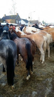 Hedel2015(2) - Kopie.jpg